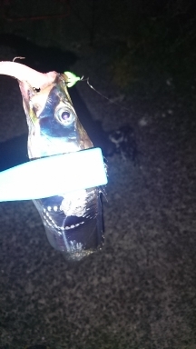 ロックフィッシュ&サーベリング