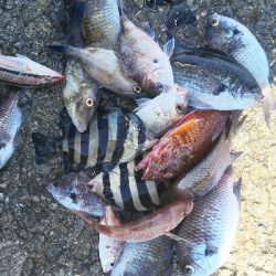 パワーイソメでタコ サンバソウ