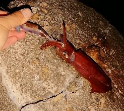 ケンサキからの・・・