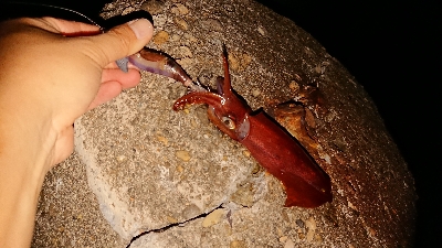 ケンサキからの・・・