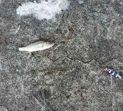 サビキジグ釣行