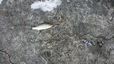 サビキジグ釣行