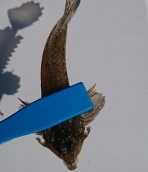 ロックフィッシュ&白キス釣行