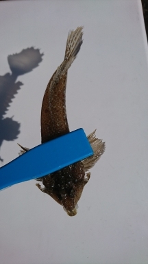 ロックフィッシュ&白キス釣行