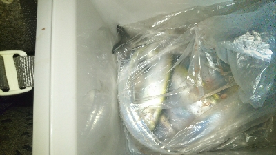 タチウオ調査！