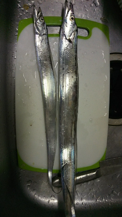 タチウオ貧果ながらリベンジ！