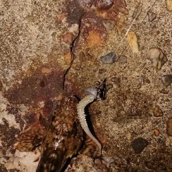 ケンサキは何処へ。