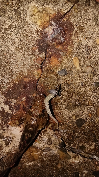 ケンサキは何処へ。