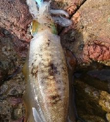 エギング釣行その24