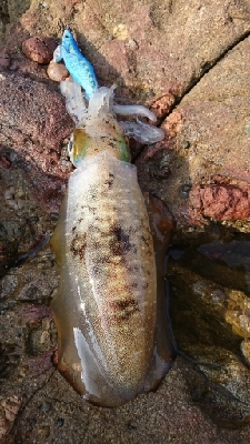 エギング釣行その24