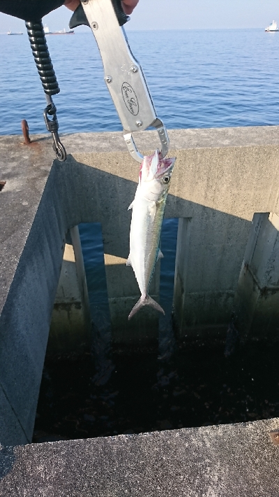 シイラを求めて！