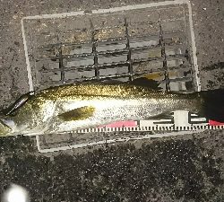 やっぱりドブ川最高♪