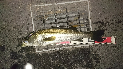 やっぱりドブ川最高♪