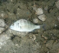 9時間耐久釣りレース