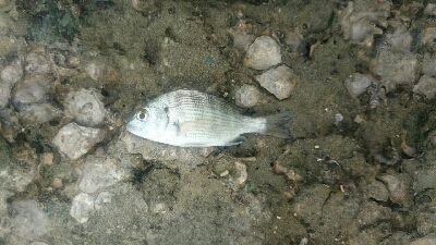 9時間耐久釣りレース