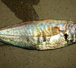 いつもの仲間と