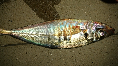 いつもの仲間と