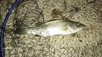 ライトゲーム五目！