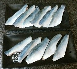 タチウオ駄目なので青物獲りに変更！？