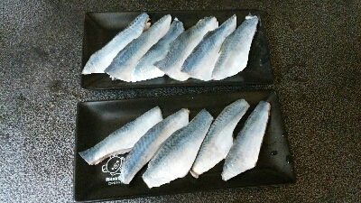 タチウオ駄目なので青物獲りに変更！？