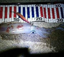 ケンサキエギング