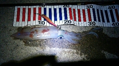 ケンサキエギング