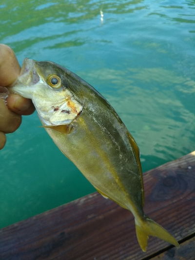 のませにて色々