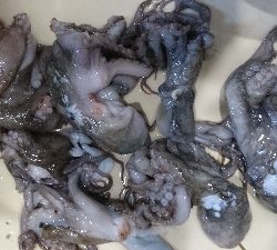 タコが食べたい