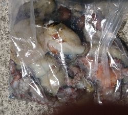 楽しいタコエギング