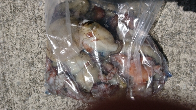 楽しいタコエギング