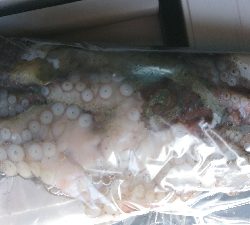 涼しくなりました