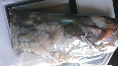 涼しくなりました