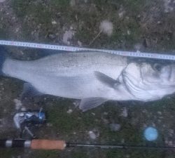 仁淀川河口シーバスゲーム