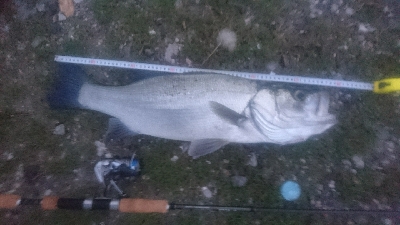 仁淀川河口シーバスゲーム