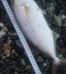 仁淀川河口周辺サーフ、ライトショアジギング