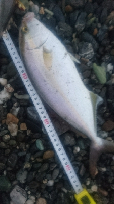 仁淀川河口周辺サーフ、ライトショアジギング