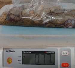 なかなかナイスサイズです！