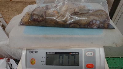 なかなかナイスサイズです！