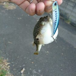 今日の釣果