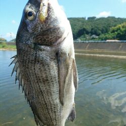 今日の釣果