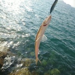 今日の釣果