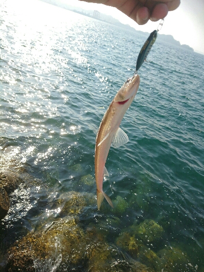 今日の釣果