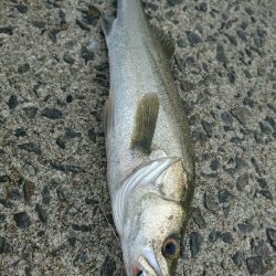 今日の釣果