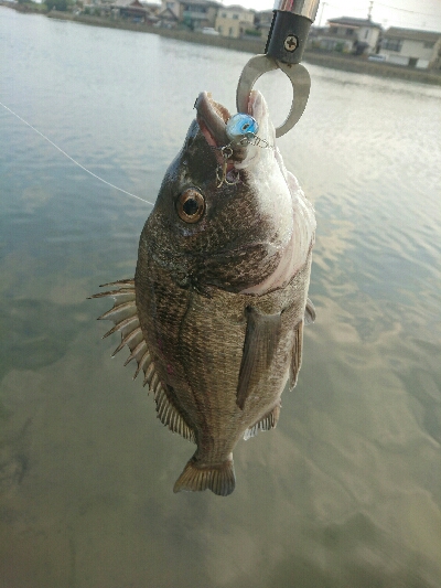昨日夕方の釣果