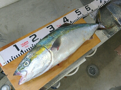 青物狙いでショアジギング！！