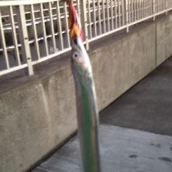 夏タチウオ調査