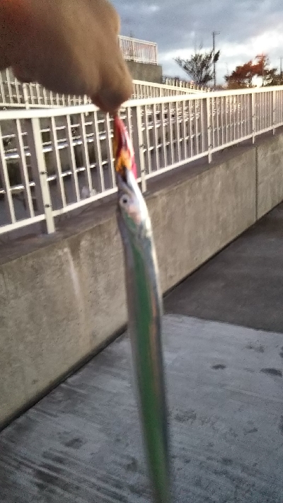 夏タチウオ調査