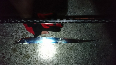 サバ&タチウオ 楽しめました♪