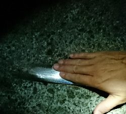 現場から中継です!