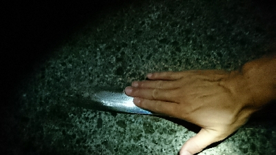 現場から中継です！